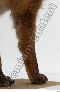 Red fox leg 0032.jpg